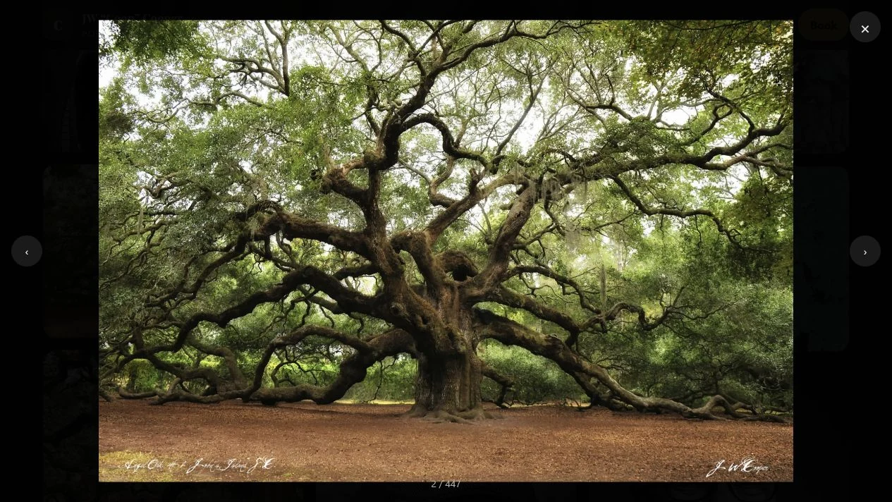 JW Cooper Photography: Large spreading oak tree with twisting branches and green foliage